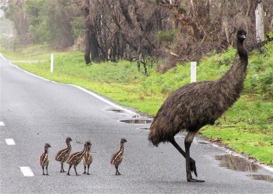 An emu crossing a road with its chicks