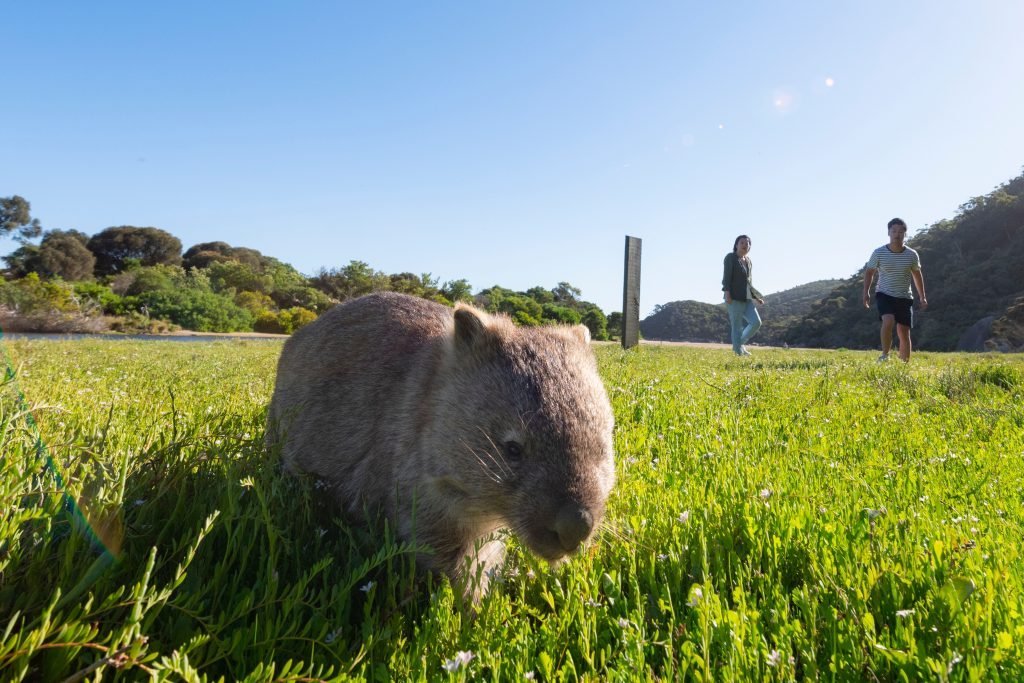 A wombat grazing on grass at Wilsons Promontory